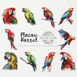Macaw Parrot Clipart, Macaw Parrot PNG, Parrot illustration, Parrot Watercolor, Bird Wall Art, Bird Wall Decor, Bird Clipart, Animal PNG