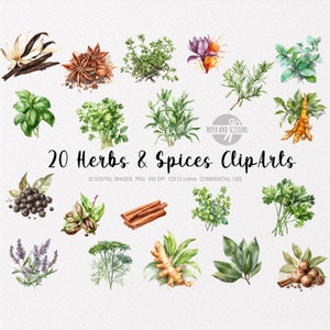 20 Kräuter & Gewürze ClipArt, Kräuter PNG, Gewürze PNG, Kräuter Illustration, Gewürze Illustration, Gewürze ClipArt, Kräuter ClipArt, Kochen ClipArt