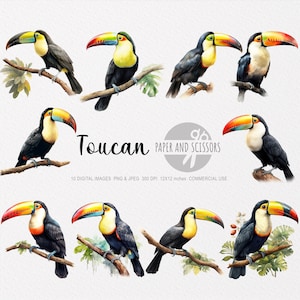 Clipart de tucano, PNG de tucano, ilustração de tucano, aquarela de tucano, arte de parede de tucano, decoração de parede de animais, clipart de animais, png de animais, tucano