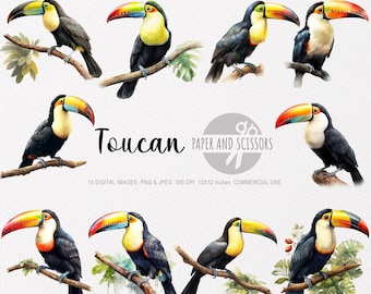 Toucan Clipart, Toucan PNG, Toucan illustration, Toucan Watercolor, Toucan Wall Art, Animal Wall Decor, Animal Clipart, Animal PNG, Toucan