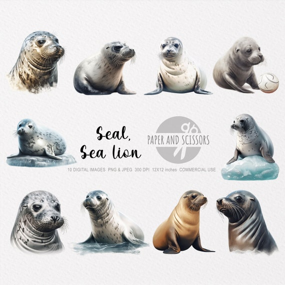 Seal and Sea Lion Clipart, Seal and Sea Lion PNG, Seal and Sea Lion illustration, Ocean Animals, Nursery Wall Art, Printable wall art, 12x12