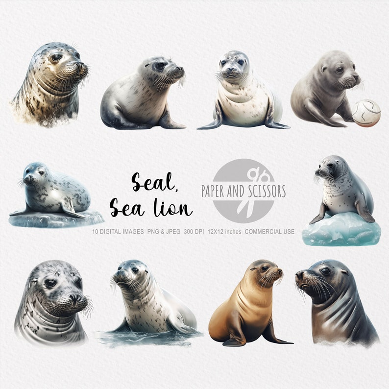 Puede incluir: Ilustraciones digitales de focas y leones marinos. Las im&aacute;genes presentan varias poses y expresiones, incluyendo una foca jugando con un bal&oacute;n de f&uacute;tbol. Las ilustraciones son de estilo realista con pelaje y texturas detalladas.