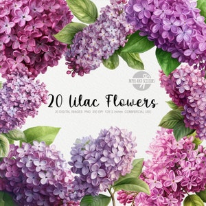 20 Flores Lilas ClipArt, PNG Lila, Ilustración Lila, Flores de Acuarela, PNG Floral, Imágenes Prediseñadas de Flores, Flores PNG, Flor Púrpura, Violeta