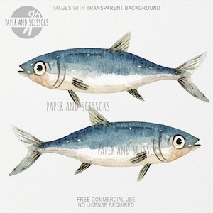 May include: Two watercolor illustrations of blue and silver fish with white bellies. The fish are facing right and have a slightly curved body shape.