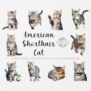 American Shorthair Cat ClipArt, Shorthair Cat PNG, Cat illustration, Cat Cutout, Kitten ClipArt, Watercolor Cat, Kitten illustration