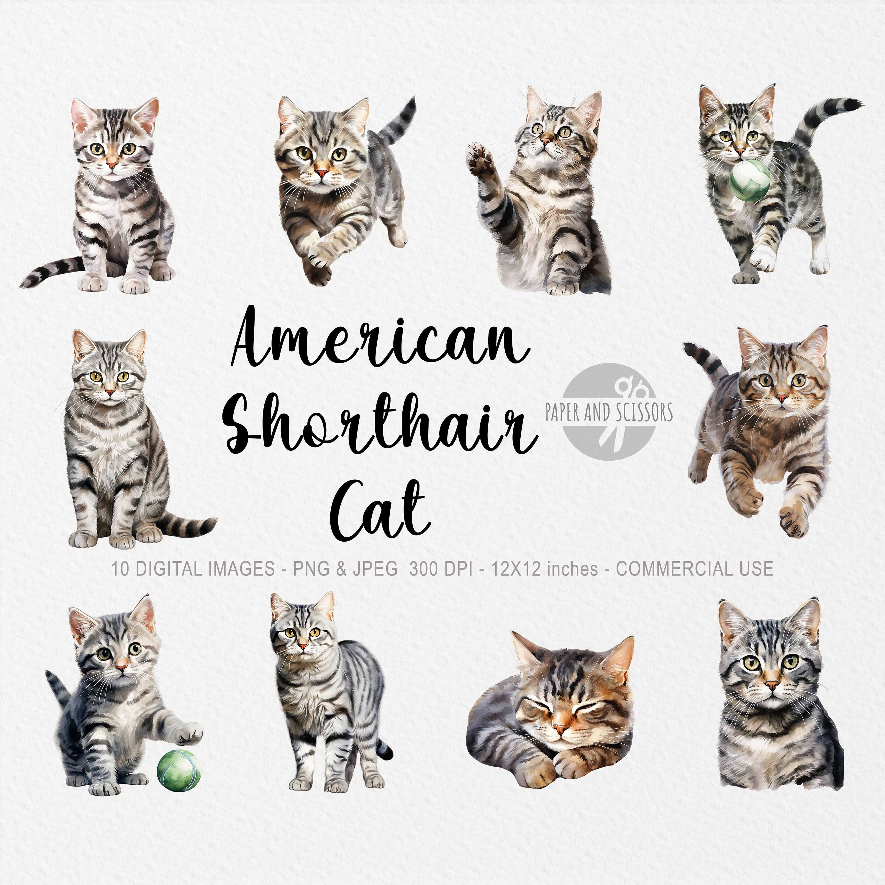 アメリカンショートヘア猫のクリップアート、ショートヘア猫の PNG、猫