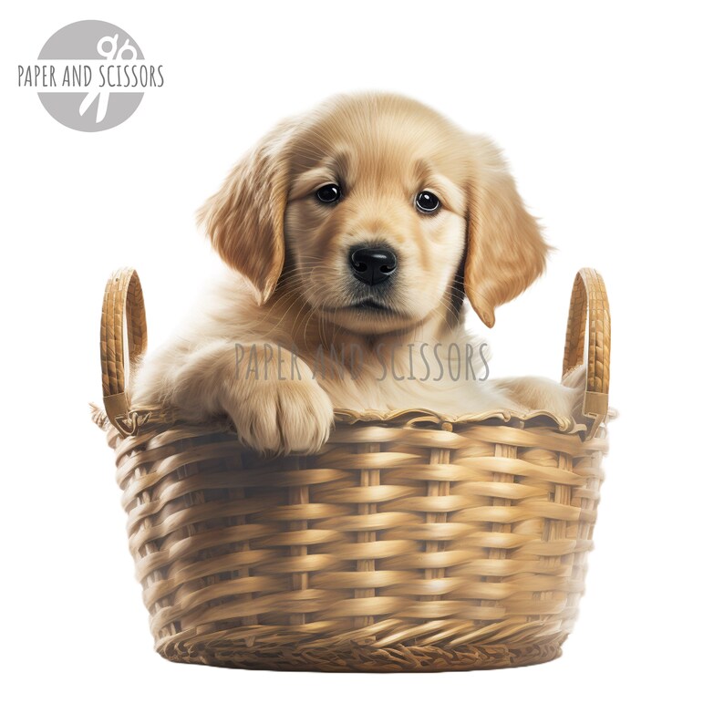 May include: A golden retriever puppy sits in a woven wicker basket. The puppy is looking at the camera with its mouth closed. The basket is brown and has a woven pattern.