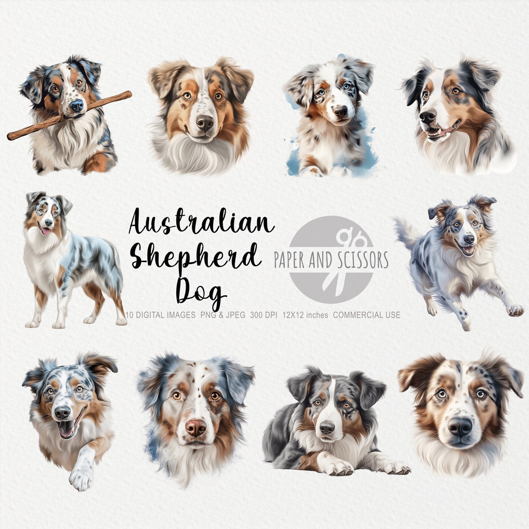 Australian Shepherd Dog Clipart, Aussie Dog PNG, Australian Dog ...
