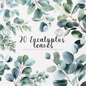 20 Eucalyptus ClipArt, Eucalyptus PNG, Watercolor Eucalyptus Illustration, Floral PNG, Flowers ClipArt, Leaves Png, Wedding Invitation Png