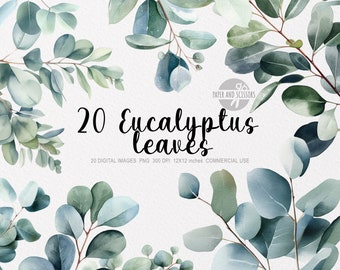 May include: 20 digital images of watercolor eucalyptus leaves in shades of green and blue. The images are 12x12 inches and 300 DPI.  PAPER AND SCISSORS is printed in the top right corner.