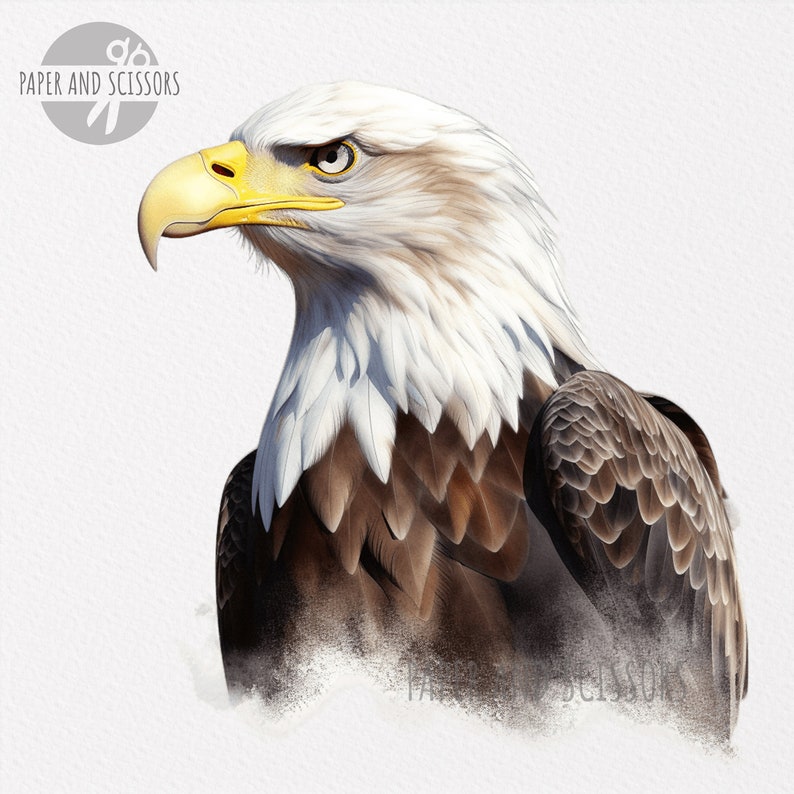 Bald Eagle Clipart, Bald Eagle PNG, Bald Eagle illustration, Animal Clipart, Transparent background, Instant download, Digital art, Wall Art image 2