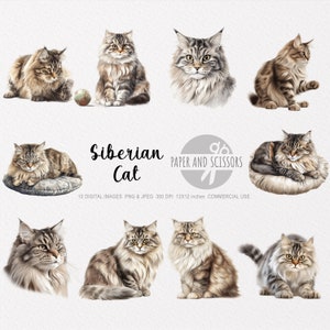Clipart chat sibérien, chat sibérien PNG, illustration chat sibérien, fond transparent, téléchargement immédiat, art numérique, chat Wall Art 12 x 12