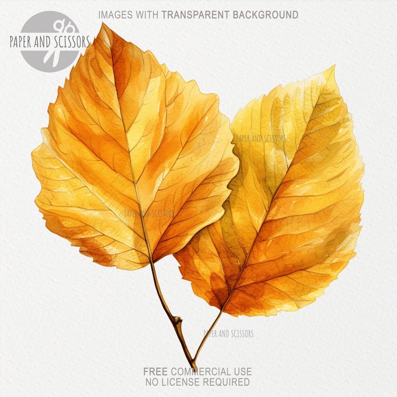 May include: Two yellow autumn leaves with visible veins, isolated on a white background.
