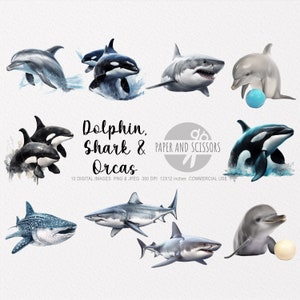 Dolfijn, Haai, Orca Clipart, Zeedieren PNG, Oceaandieren illustratie, Oceaandieren, Onderwaterdieren, Afdrukbare muurkunst, Wanddecor