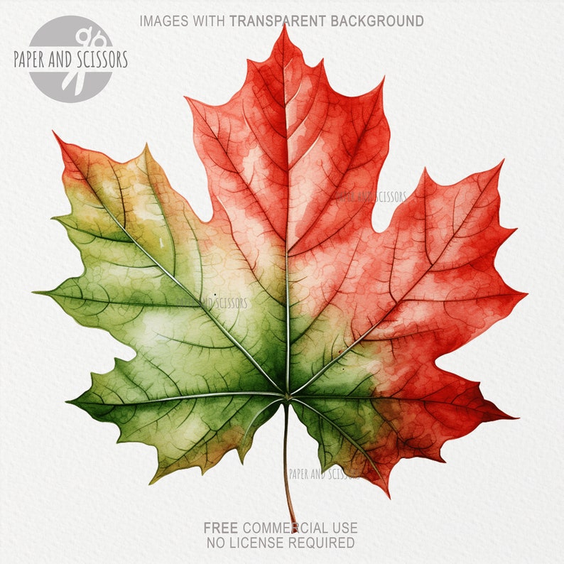 May include: A watercolor painting of a red and green maple leaf. The leaf is isolated on a white background.