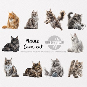 Clipart de gato Maine Coon, PNG de gato, ilustração de gato, clipart de gato, fundo transparente, download instantâneo, arte digital, arte de parede, impressão 12x12