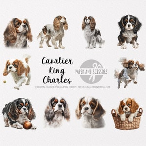 Cavalier King Charles Spaniel Clip Art, Dog PNG, Dog illustration, Transparent background, Instant download, Digital art, Wall Art 12x12