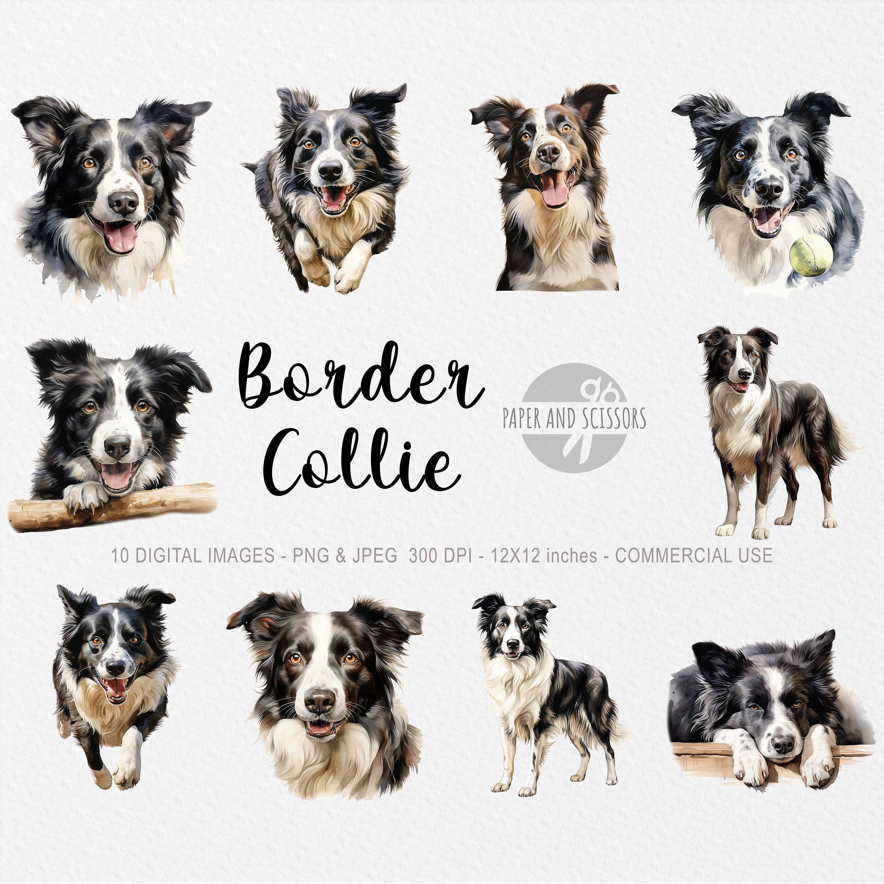 Border Collie Clipart, Border Collie PNG, Ilustración de Border Collie, Imágenes  Prediseñadas de perro, Fondo transparente, Descarga instantánea, Perro  acuarela - Etsy México, image size:3000x3000