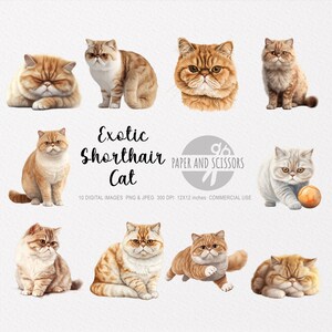 Exotic Shorthair Cat Clipart, Exotic Shorthair PNG, Exotic Shorthair illustration, Cat Clipart, Cat PNG, Cat Watercolor, Cat Wall Art