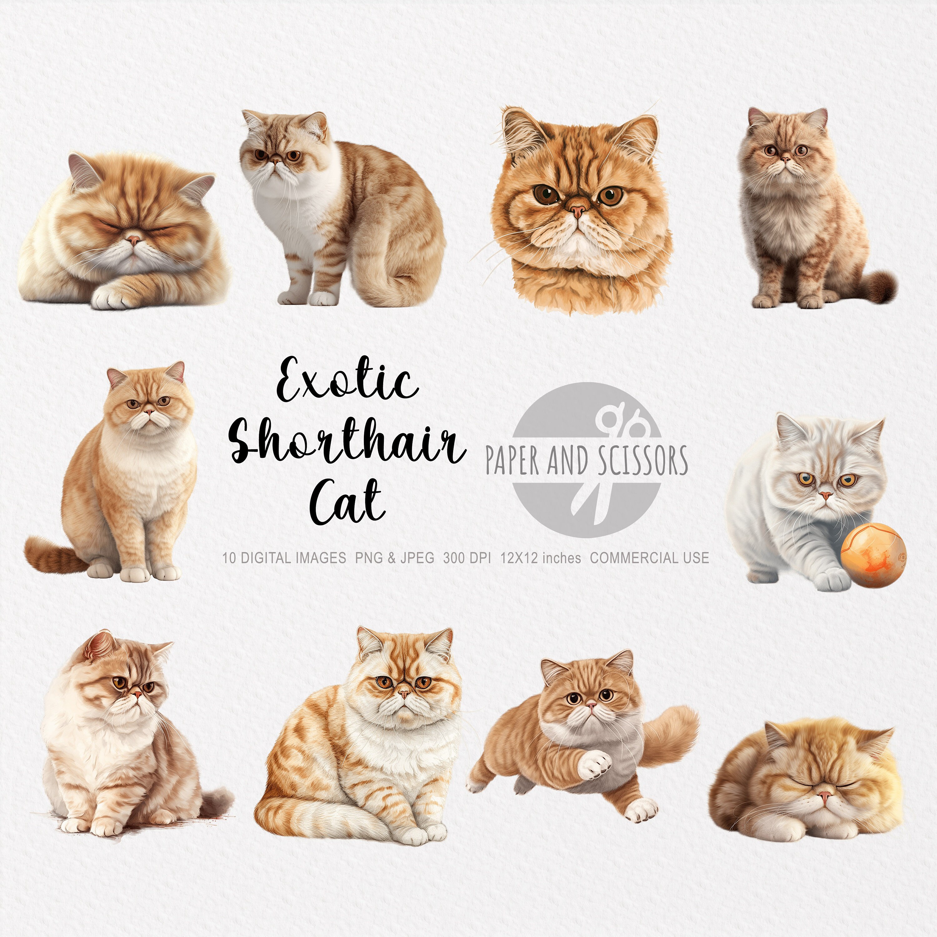 エキゾチックショートヘアの猫のクリップアート、エキゾチックショート