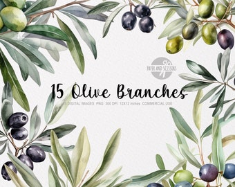 15 Olivenzweige, Olivenzweige PNG, Olivenzweige Illustration, Aquarell Oliven, Oliven ClipArt, Zweige PNG, schwarze und grüne Oliven