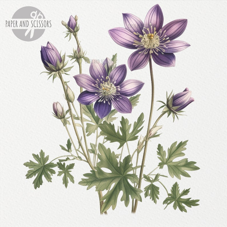 May include: A watercolor illustration of a purple flower with five petals and green leaves. The flower is in bloom and has a yellow center. The leaves are arranged around the flower in a symmetrical pattern.