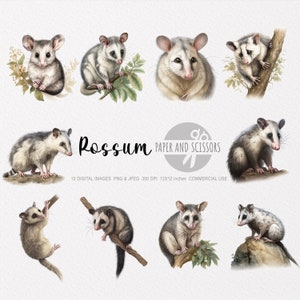 Possum Clipart, Possum PNG, Possum illustration, Possum Aquarelle, Possum Wall Art, Animal Wall Decor, Animal de la forêt, Animal PNG, Souris