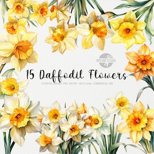 15 Daffodil ClipArt, Daffodil PNG, Narcissus Png, Watercolor Flowers, Floral PNG, Flowers ClipArt, Flowers PNG, Yellow Flower, Narcissus