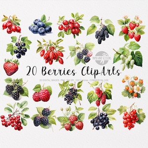 20 bessen ClipArt, bessen PNG, bessen illustratie, aquarel bessen, bloemen bessen PNG, aardbei clipart, bosbes clipart, fruit