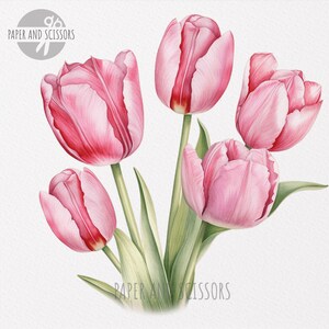20 Tulips Clipart Tulips PNG Tulips Illustration Watercolor - Etsy