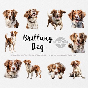Bretagne Hund Clipart, Bretagne Hund PNG, Bretagne Hund Illustration, Hund Clipart, transparenter Hintergrund, Sofortiger Download, Aquarell Hund