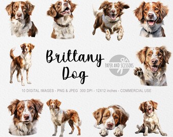 Bretagne hond clipart, Bretagne hond PNG, Bretagne hond illustratie, hond clipart, transparante achtergrond, Instant Download, aquarel hond