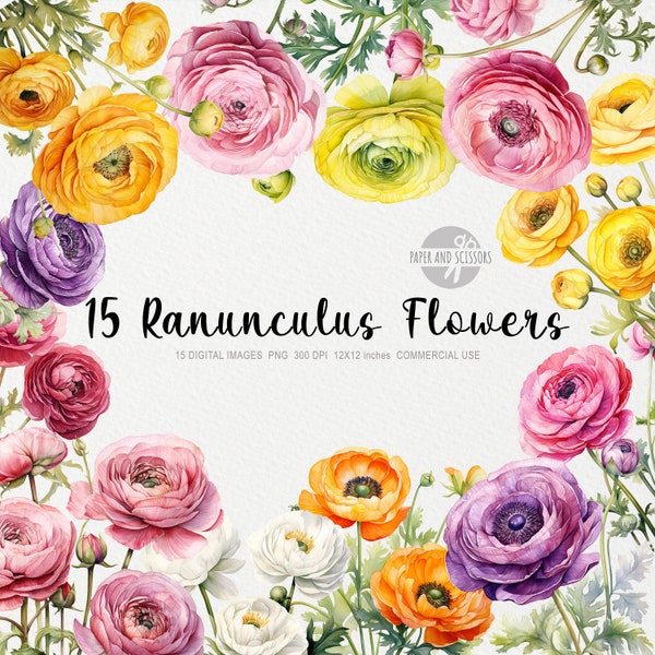 15 Ranunculus Flowers ClipArt, Ranunculus PNG, Ranunculus illustration, Watercolor Flowers, Floral PNG, Flowers ClipArt, Flowers PNG, Roses