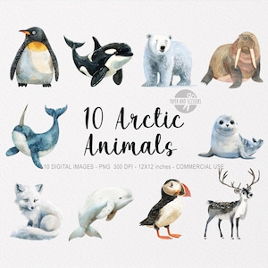 10 cliparts animaux de l'Arctique, aquarelle de l'Antarctique PNG, art mural pour baby shower, décoration de chambre d'enfant, jolie neige, stickers, baleine, phoque, orque, morse