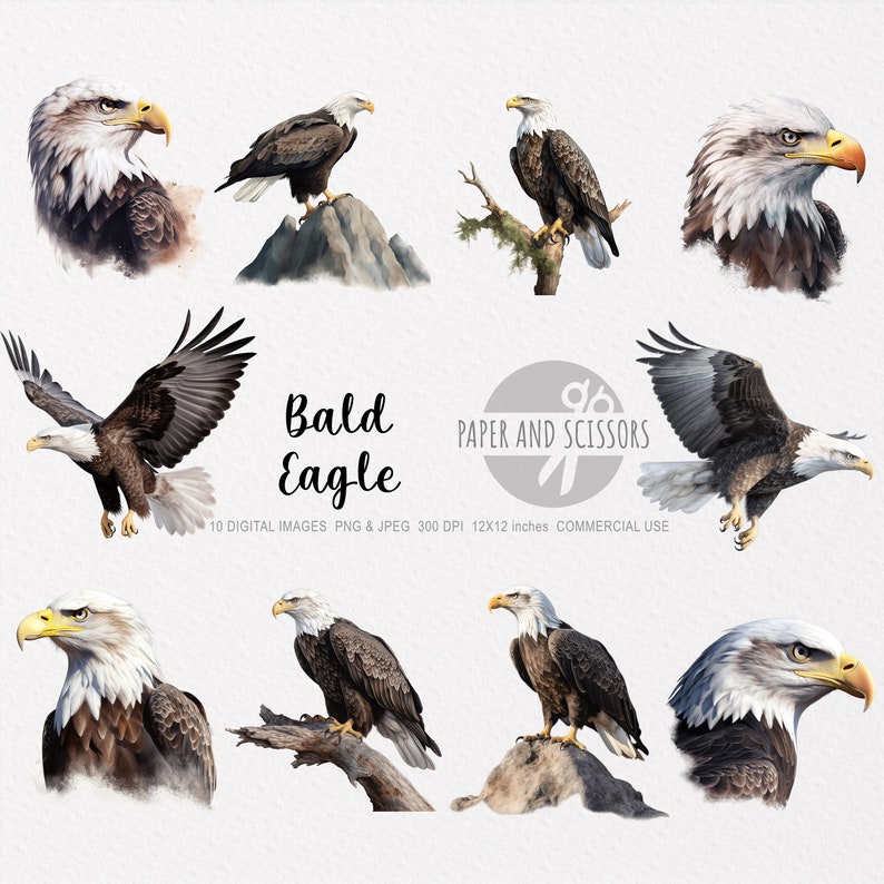 Bald Eagle Clipart, Bald Eagle PNG, Bald Eagle illustration, Animal Clipart, Transparent background, Instant download, Digital art, Wall Art image 1