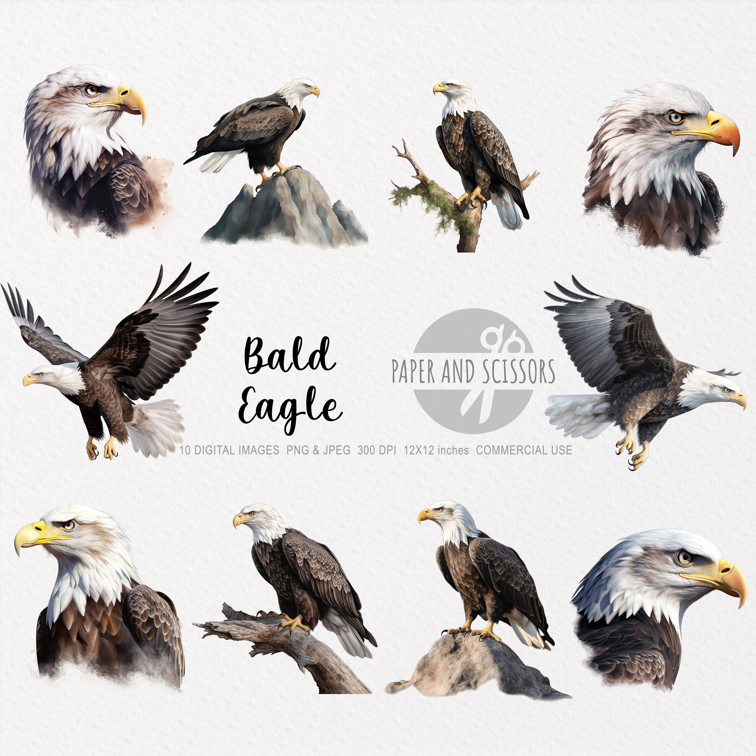 Bald Eagle Clipart, Bald Eagle PNG, Bald Eagle Illustration, Animal ...