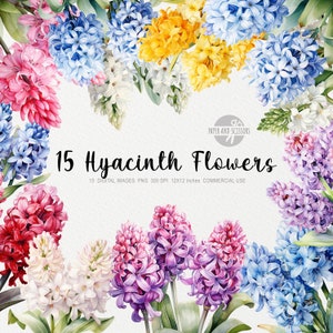 15 Hyacinth ClipArt, Hyacinth PNG, Hyacinth illustration, Watercolor Flowers, Floral PNG, Flowers ClipArt, Flowers PNG, Purple flower
