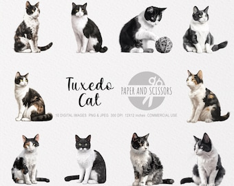 Tuxedo Cat ClipArt, Tuxedo Cat PNG, Cat illustration, Cat Cutout, Kitten ClipArt, Watercolor Cat, Kitten illustration, Black cat, White cat