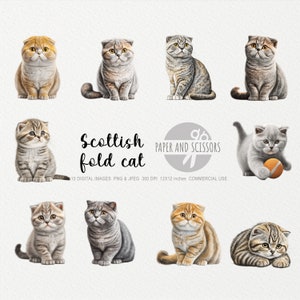 Scottish Fold Cat Clipart, Cat PNG, Cat illustration, Cat Clipart, Sfondo trasparente, Download istantaneo, Arte digitale, Wall Art 12x12