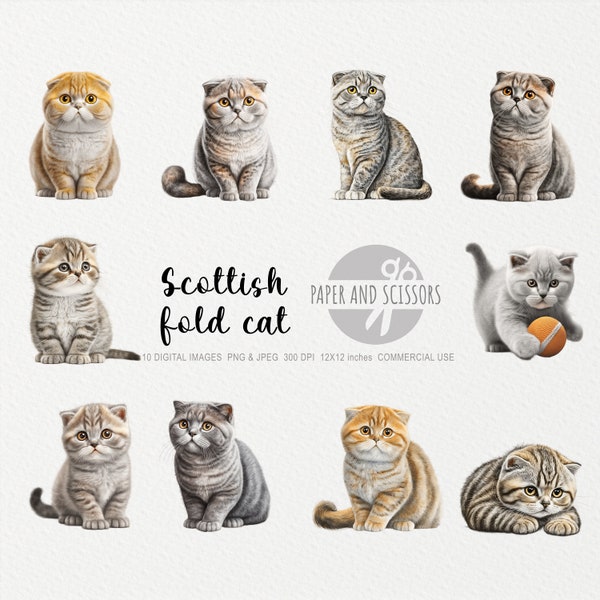 Scottish Fold Cat Clipart, Cat PNG, Cat illustration, Cat Clipart, Transparent background, Instant download, Digital art, Wall Art 12x12