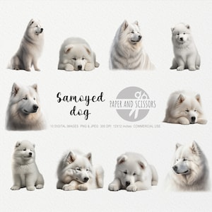 Samojeed Clipart, Samojeed PNG, Hond illustratie, Hond PNG, Hond clipart, Transparante achtergrond, Instant download, Digitale kunst, Wall Art 12x12