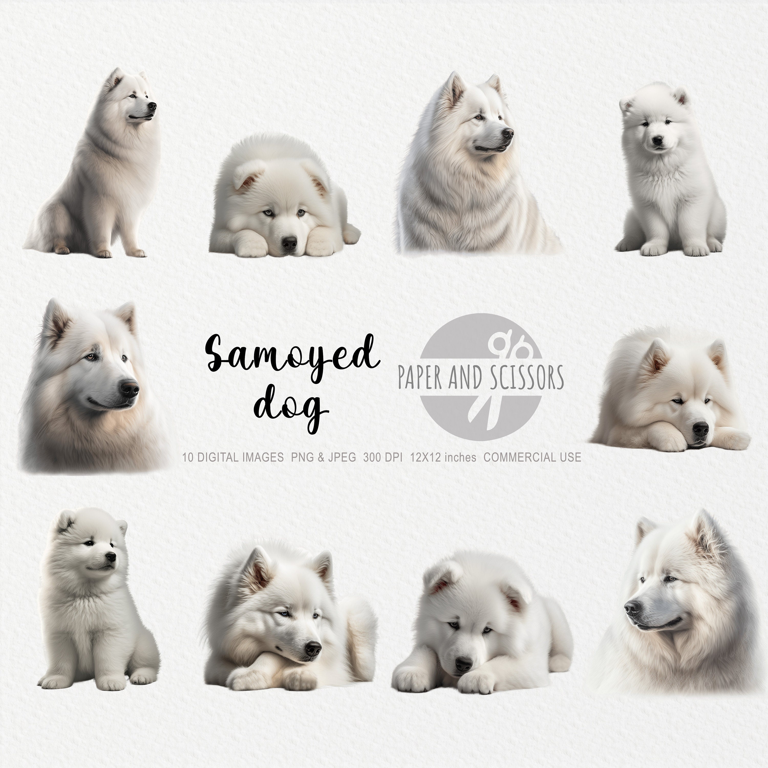 Samoyed clipart France