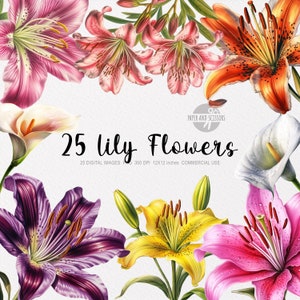 25 Lily ClipArt, Lily PNG, ilustração de lírios, lírios aquarela, PNG floral, clipart de flores, PNG de flores, lírios rosa, lírio amarelo