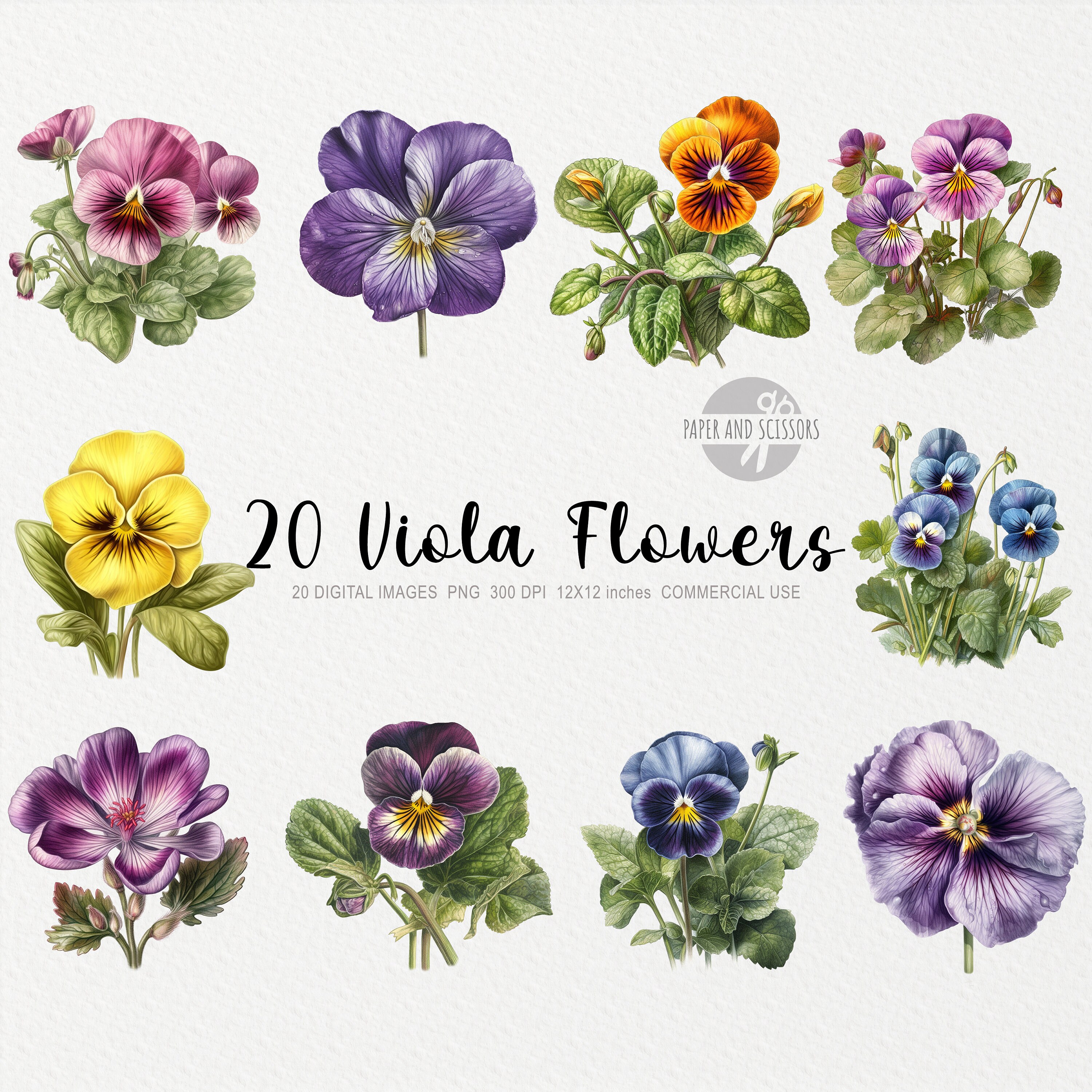 20 Viola Flower Clipart Viola Odorata PNG Violet Flower Etsy