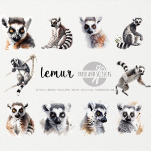 Lemur Clipart, Lemur PNG, Lemur illustration, Lemur Watercolor, Lemur Wall Art, Animal Wall Decor, Animal Clipart, Madagascar, Animal PNG