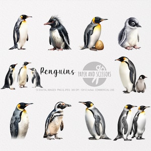 Imágenes Prediseñadas de pingüino, PNG de pingüino, ilustración de pingüino, imágenes prediseñadas de animales, licencia comercial, arte de pared de vivero, arte de pared de pingüino, pingüinos lindos