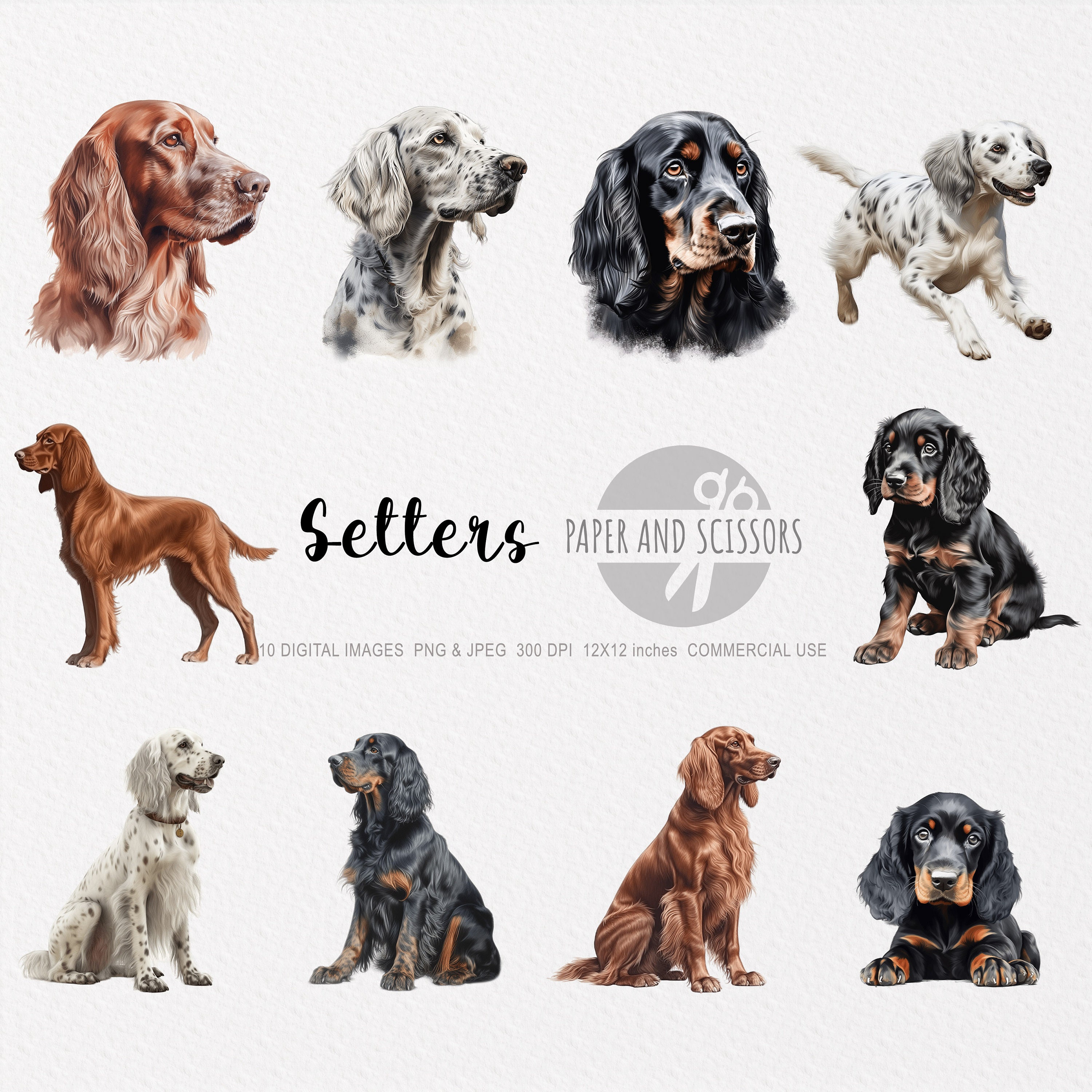 Irish Setter English Setter Setter Dog Breed English Setter