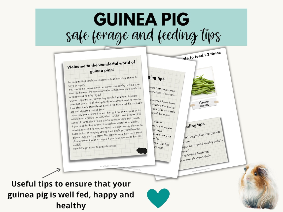 Picture of Guinea Pig Printable Safe Food List, Guinea Pig Feeding Download, Food ...