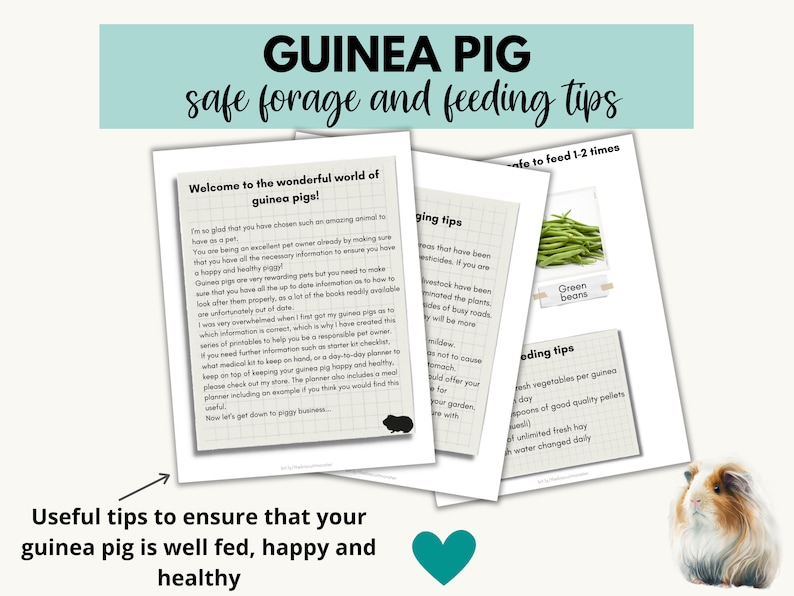 Guinea Pig Printable Safe Food List, Guinea Pig Feeding Download, Food