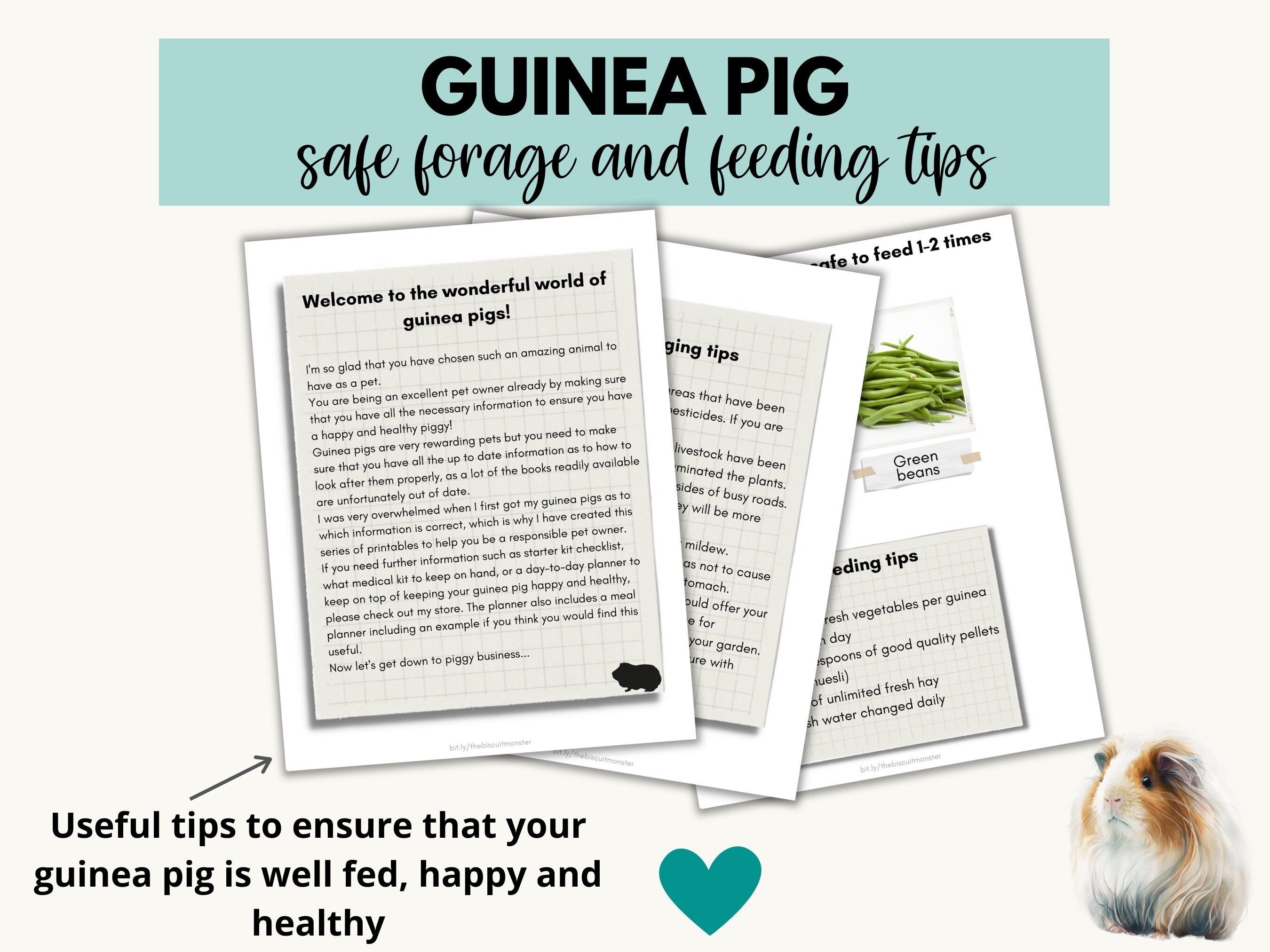 guinea-pig-printable-safe-food-list-guinea-pig-feeding-download-food-for-guinea-pigs-safe